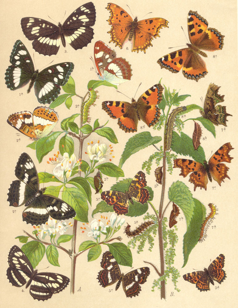 BUTTERFLIES.Nymphalidae;German White Admiral.Side;.Mediterranean;Indian;Map 1903